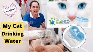 Cat H2O - Fresh & Filter Water for Healthier Cats -  My Cat Gaga 💕 DhelyDear
