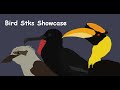 Bird stks showcase  kookaburra great hornbill frigate bird  birt.ay special part 3