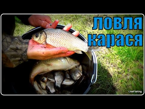 ловля карася на перловку поплавочной удочкой