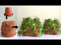 Amazing ideas to growing money plant - Money plant decoration ideas - Gardening ideas