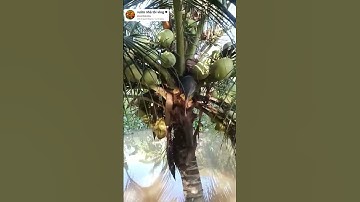 trồng dừa bị ngập nước có sao không #garden #videoviral