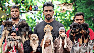 All Pets in One Place | Famous Open Pets Market Chennai | Broadway Sunday Pets Market #dog #dogsfarm