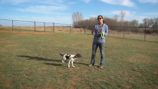 Collar Conditioning To Recall  - Upland Bird Dog Training