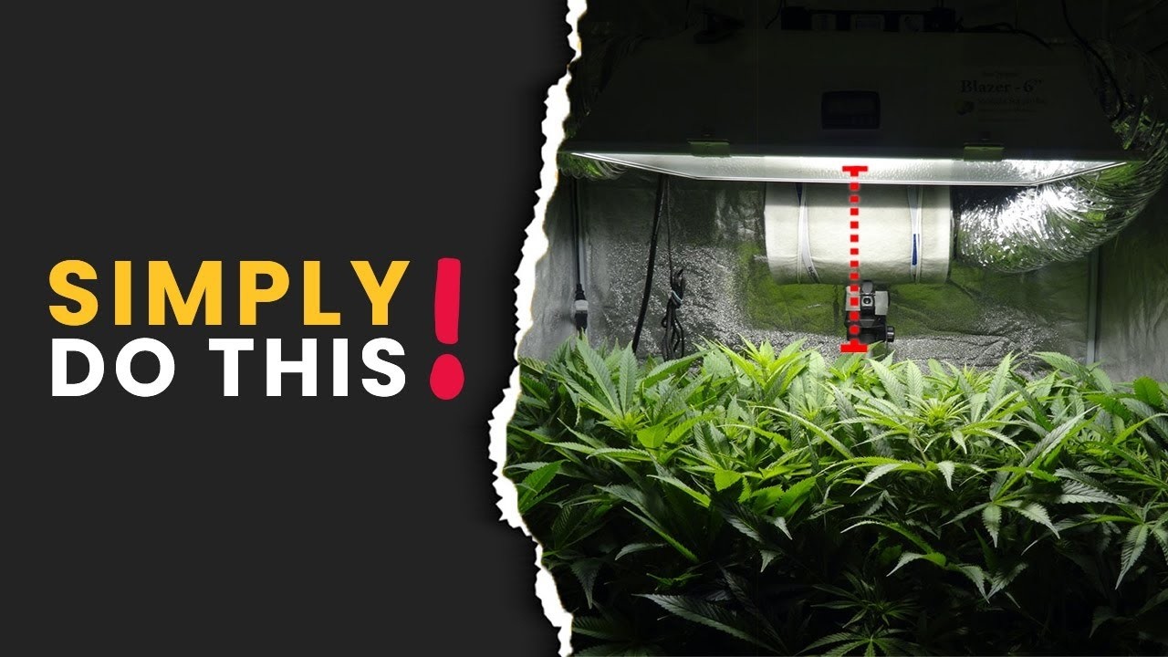 What's the 'IDEAL LIGHT STRENGTH' & DISTANCE from PLANTS?