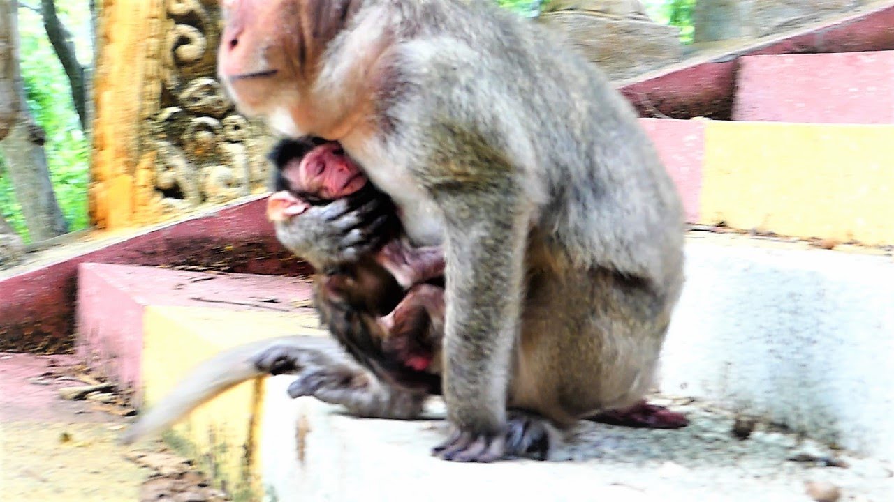 Look Huge Pity That Old Mother Gets Extremely Hungry After Giving New Birth Of Baby