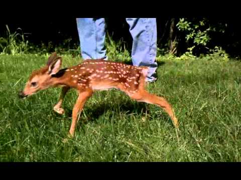 newborn deer walking