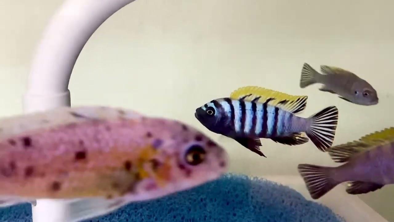 F1 Cynotilapia zebroides Hai Reef
