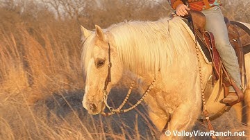 Doc Gold Reward***For info, price, etc., go to our website***ValleyViewRanch.net