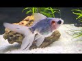 Paul Talbot fine running a beautiful Goldfish aquarium part 3