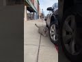 #animals #touching #funny