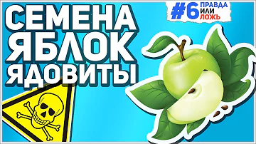 Правда или ложь #06 - СЕМЕНА ЯБЛОК ЯДОВИТЫ