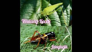 Masteran Walang Kecek VS Jangkrik ll Belalang Kecek / Walang Kerik ll Suara Jangkrik dan Suara Air