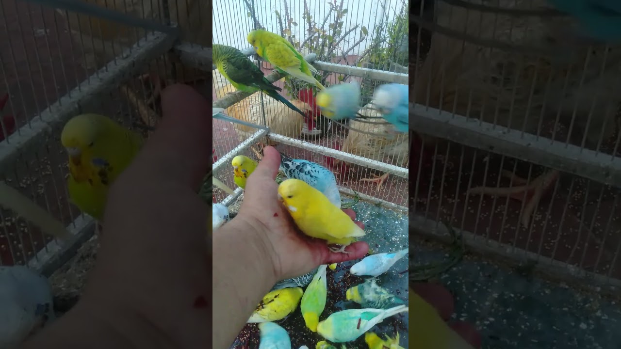 Was genau macht dieses Ding so brutal Trigger jetzt