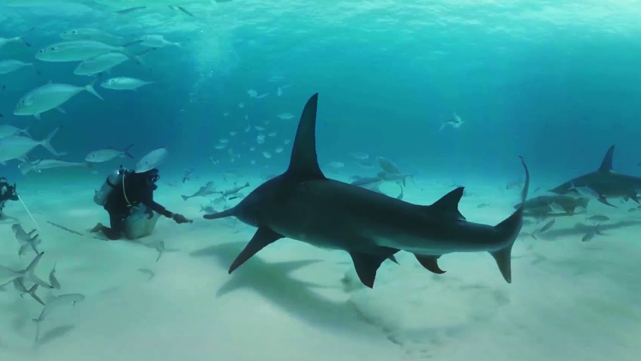 video-360-nadando-entre-tiburones-martillo-en-las-bahamas-bbc-earth