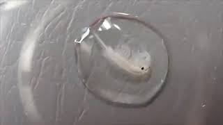 28. Pet Brine Shrimp / Artemias Mascota