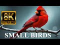 Most Beautiful Small Birds 8K Ultra HD