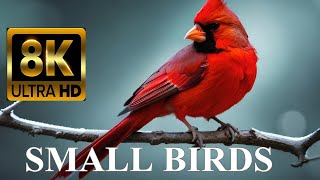 Most Beautiful Small Birds 8K Ultra HD by 8K VIDEOS HDR 13,154 views 6 months ago 10 minutes, 31 seconds