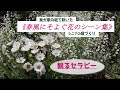 我が家の庭で咲いた《春風にそよぐ花のシーン集》／観るセラピー／シニアの庭づくり