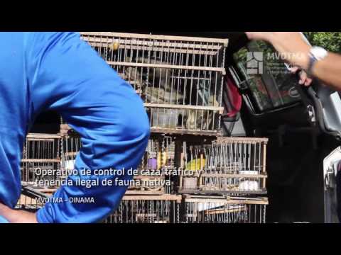 Liberación de aves en Humedales del Santa Lucía - 25.4.2017