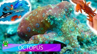 sea animals names ocean animal learn babies educational toys