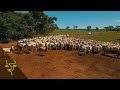 Ganadera regenerativa carga animal rotacin de pastura y productividad  gp 06