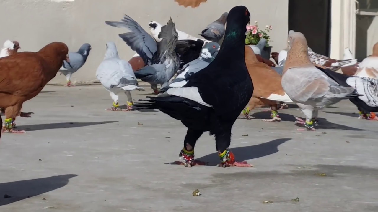 طيور الشام محمد ابوريحان 2