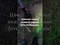 Цветной сигнал оказался черным. Потом нужно будет забрать.