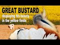 Great Bustard in Courtship in the Yellow Fields in Spain