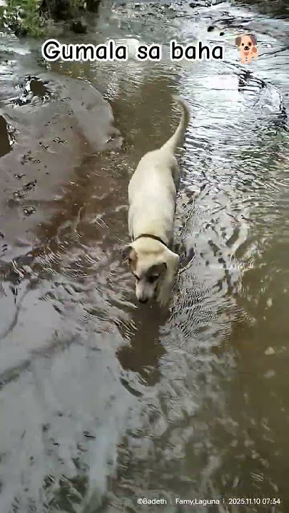 ayan ang gusto, magputik 🤦🏻‍♀️😅 #uwan #bagyonguwan #typhoonuwan #aspindog #asosasyon #dogshorts #dog
