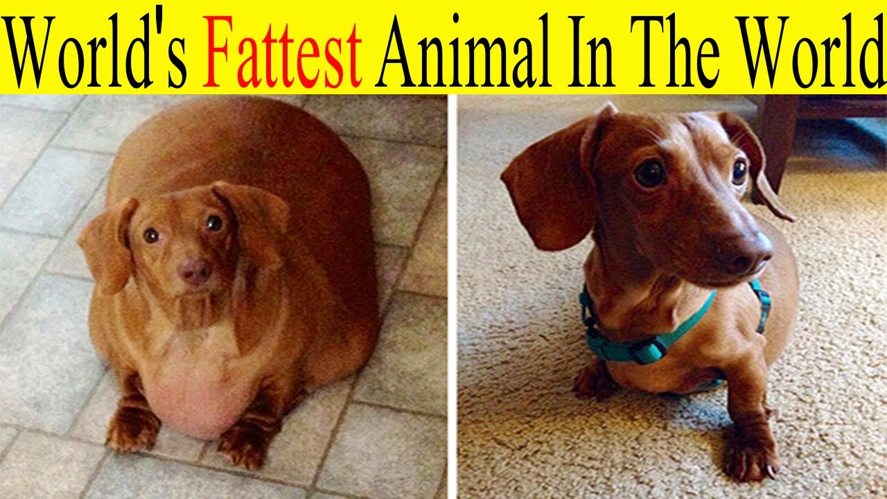 World s Fattest Animal In The World Urdu HIndi world-s-fattest-animal-in-the-world-urdu-hindi