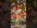 瀋秀園 川崎大師 平間寺 散歩 2025/12/12 #8k #lumix #紅葉 #garden #temple #瀋秀園 #川崎大師 #kawasaki #shinshuen #travel