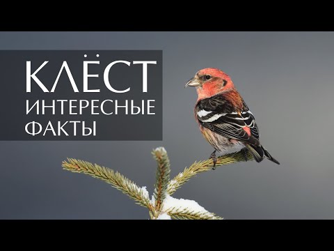 Клёст - интересные факты