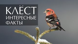 Клёст - Интересные Факты