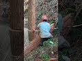 Felling steep cypress