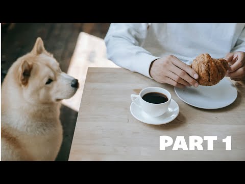 Video: Bisakah anjing makan nacho?