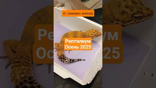 Сборы на Рептилиум #reptiles #эублефар #геккон #ящерица