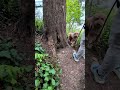 Why Every Dog Deserves a Fresh Groom Before Their Adventure 🐕🌲