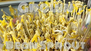 How to Grow Bean Sprouts at Home - From Seed to Superfood