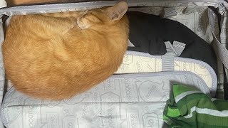 猫がいないので探したらこうなってました by もぐらいふ 1,618 views 9 days ago 3 minutes, 23 seconds