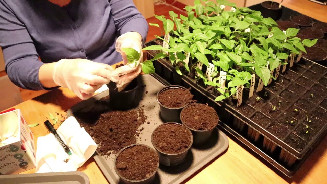 Transplanting Chili and Pepper plants into potts, this is how I do it