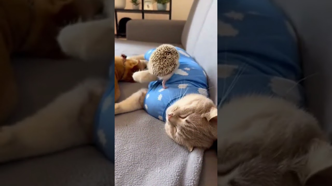 The Hedgehog Stayed Awake So the Cat and Dog Could Play All Night 