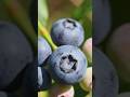 One Fruit, One Organ