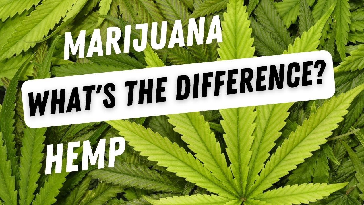 What's the difference between Hemp and Marijuana? Are they both Cannabis? YouTube