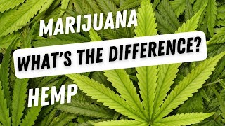 What's the difference between Hemp and Marijuana?  Are they both Cannabis?