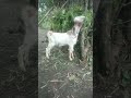 kambing domba embek goat #kambing #domba #goat  #embek