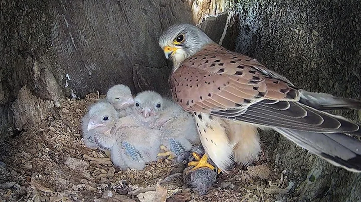 Kestrel Dad Learns to Care for Chicks After Mum Disappears | Mr & Mrs Kes | Robert E Fuller