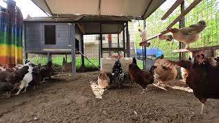 Backyard Chickens  April 30, 2024  Daily Video