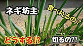 葱坊主 ねぎぼうず から種をとってみた Green Onion Youtube