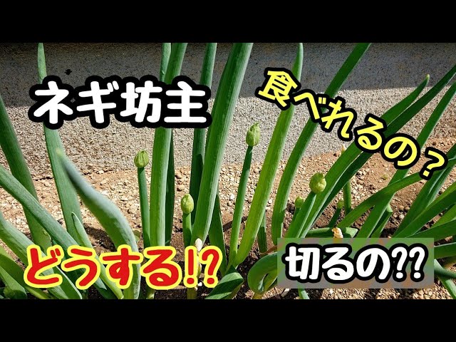 分かる ネギ坊主の処理方法 下仁田ネギの育て方 家庭菜園 Youtube 分かる ネギ坊主の処理方法 下仁田ネギの育て方 家庭菜園 Youtube