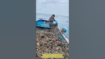 Harvesting Mussels at Sea: A Boatload of Hard Work.